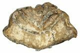 Mammoth Molar Slice With Case - South Carolina #291248-1